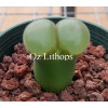 C.dinteri SAUER 144 - Plant